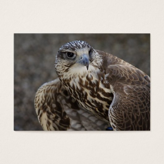 Falco cherrug visitekaartjes (Voorkant)