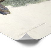 Falco Peregrinator (Shaheen Falcon) Poster (Hoek)