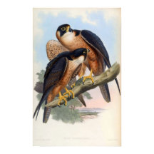 Falco Peregrinator (Shaheen Falcon)