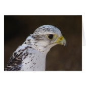 Falco rusticolus (Voorkant Horizontaal)