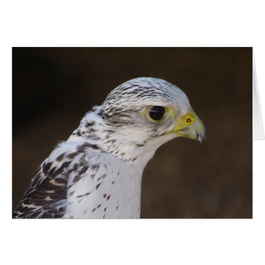 Falco rusticolus (Voorkant Horizontaal)