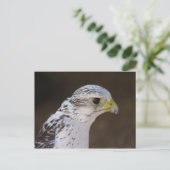 Falco rusticolus briefkaart (Staand voorkant)