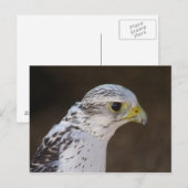Falco rusticolus briefkaart (Voorkant / Achterkant)