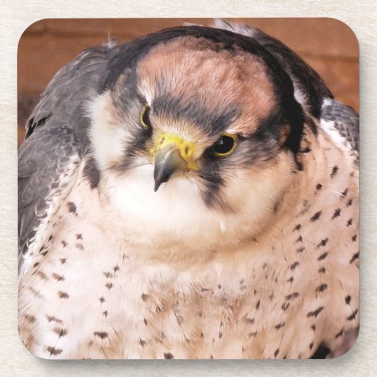 FALCON BIRD VAN PREY BIER ONDERZETTER (Voorkant)