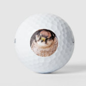 FALCON BIRD VAN PREY GOLFBALLEN (Voorkant)