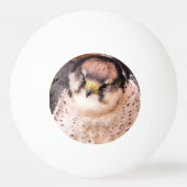 FALCON BIRD VAN PREY PINGPONGBAL (Voorkant)