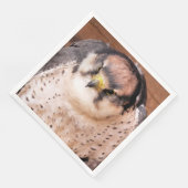 FALCON BIRD VAN PREY SERVET (Hoek)