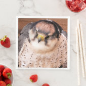 FALCON BIRD VAN PREY SERVET (Insitu)