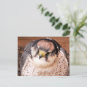 FALCON BRIEFKAART (Staand voorkant)