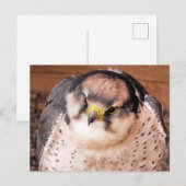 FALCON BRIEFKAART (Voorkant / Achterkant)