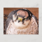 FALCON BRIEFKAART (Voorkant)