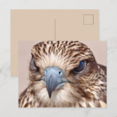 Falcon Close Briefkaart (Voorkant / Achterkant)