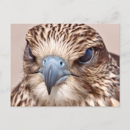 Falcon Close Briefkaart (Voorkant)