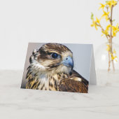 Falcon Close-up in profiel Kaart (Gele Bloem)