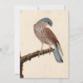 Falcon Hen Kestrel | William Lewin (Voorkant)