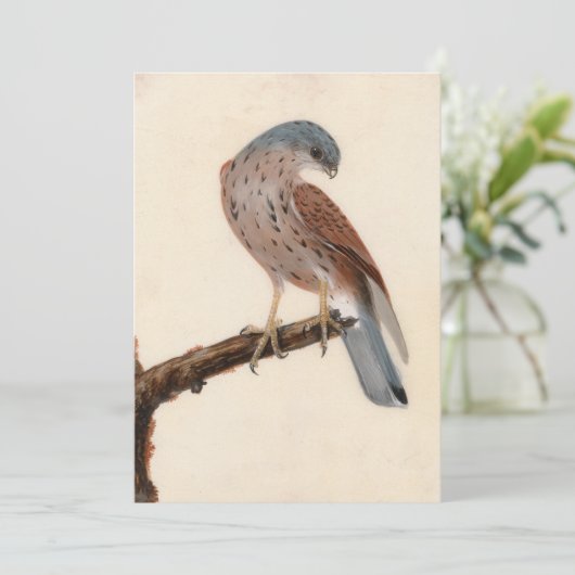 Falcon Hen Kestrel | William Lewin (Staand voorkant)