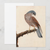 Falcon Hen Kestrel | William Lewin (Voorkant / Achterkant)