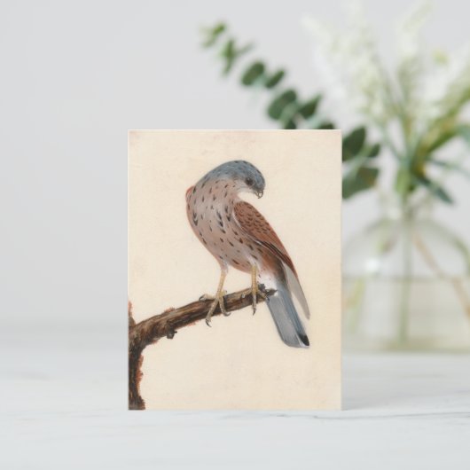 Falcon Hen Kestrel | William Lewin Briefkaart (Staand voorkant)