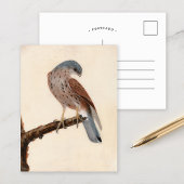 Falcon Hen Kestrel | William Lewin Briefkaart