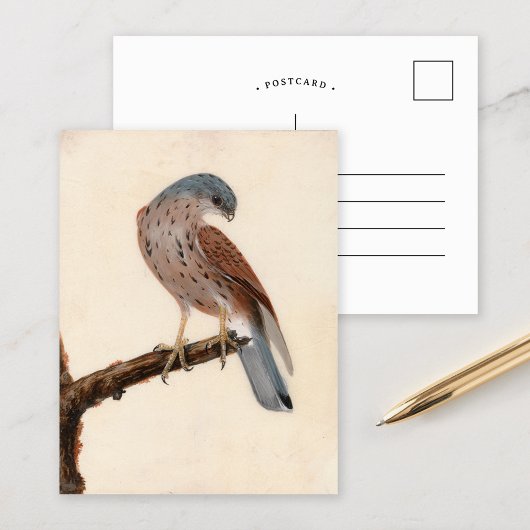 Falcon Hen Kestrel | William Lewin Briefkaart