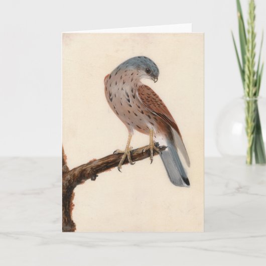 Falcon Hen Kestrel | William Lewin Kaart (Voorkant)