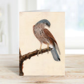 Falcon Hen Kestrel | William Lewin Kaart