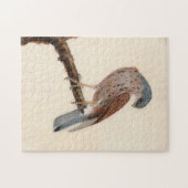 Falcon Hen Kestrel | William Lewin Legpuzzel (Horizontaal)