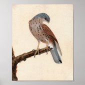 Falcon Hen Kestrel | William Lewin Poster (Voorkant)