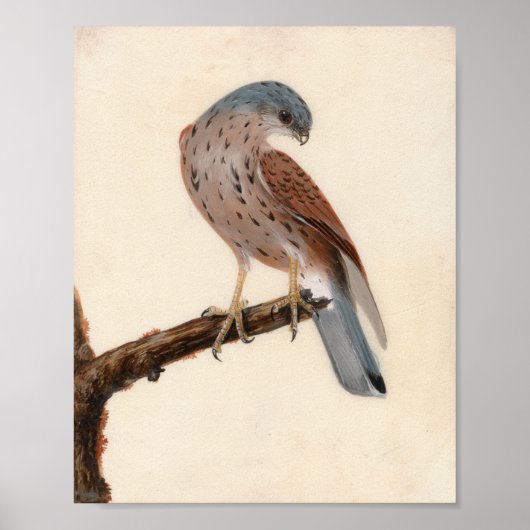 Falcon Hen Kestrel | William Lewin Poster (Voorkant)
