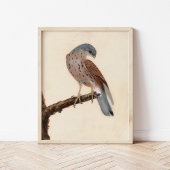 Falcon Hen Kestrel | William Lewin Poster