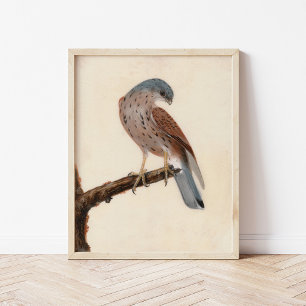 Falcon Hen Kestrel   William Lewin Poster