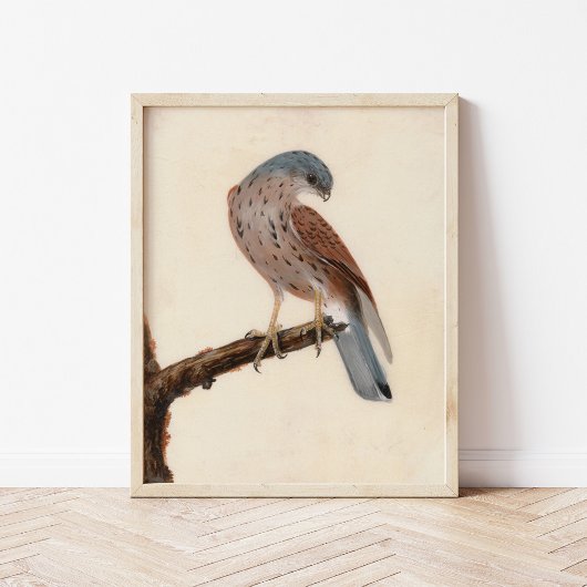 Falcon Hen Kestrel | William Lewin Poster