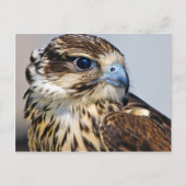 Falcon in profiel briefkaart (Voorkant)