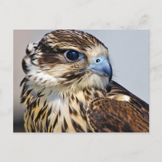 Falcon in profiel briefkaart (Voorkant)