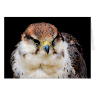 Falcon-kaart