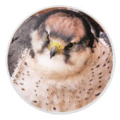 FALCON KERAMISCHE KNOP (Voorkant)