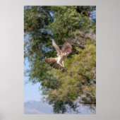 Falcon-Poster Poster (Voorkant)