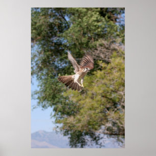 Falcon-Poster Poster