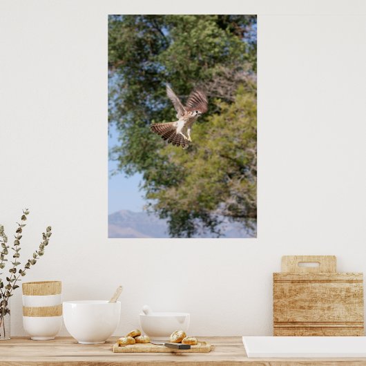 Falcon-Poster Poster (Keuken)