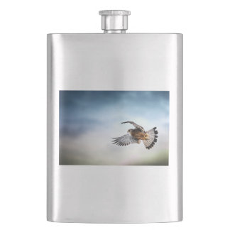 Falcon Soaring in the Sky Flacon