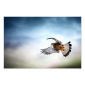 Falcon Soaring in the Sky Foto Afdruk (Voorkant)