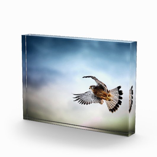 Falcon Soaring in the Sky Fotoblokken (Rechts)