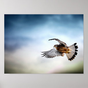 Falcon Soaring in the Sky Poster