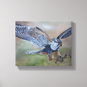 Falcon Stretched Canvas Print