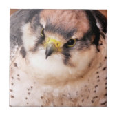 FALCON TEGELTJE (Voorkant)