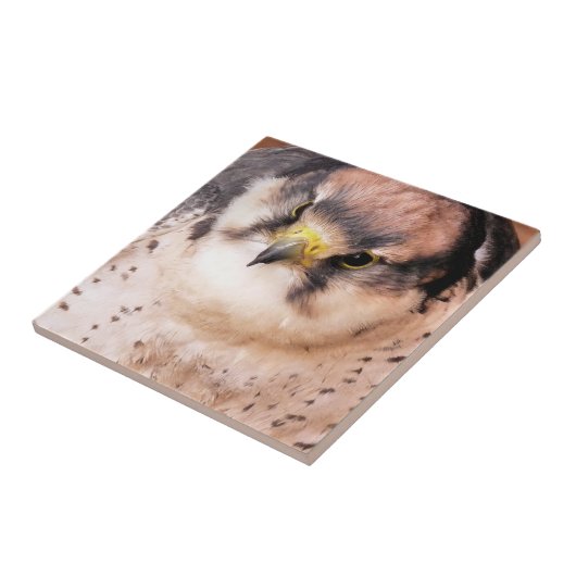 FALCON TEGELTJE (Zijkant)