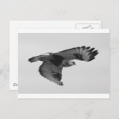 FalconInFlight Briefkaart (Voorkant / Achterkant)