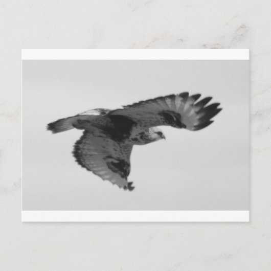 FalconInFlight Briefkaart (Voorkant)