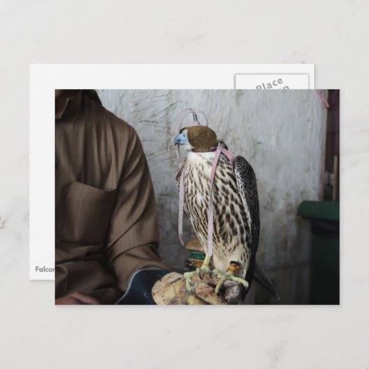 Falconry falcon briefkaart (Voorkant / Achterkant)