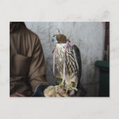 Falconry falcon briefkaart (Voorkant)
